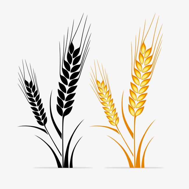 Detail Wheat Png Nomer 34