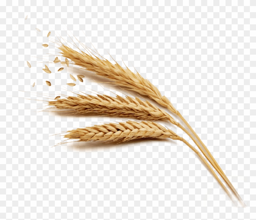 Detail Wheat Png Nomer 37