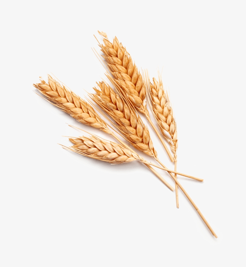 Detail Wheat Png Nomer 5