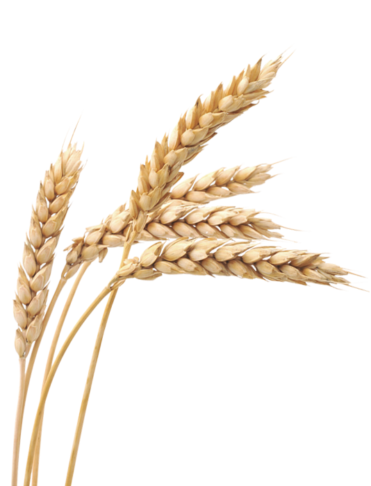 Detail Wheat Png Nomer 41