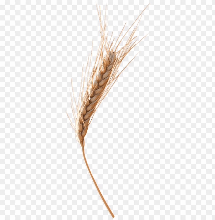 Detail Wheat Png Nomer 45