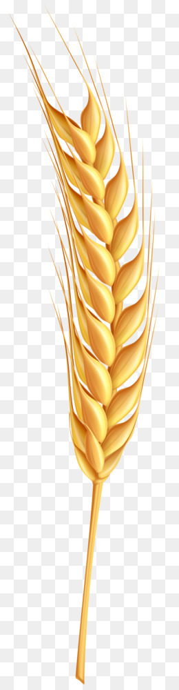 Detail Wheat Png Nomer 47