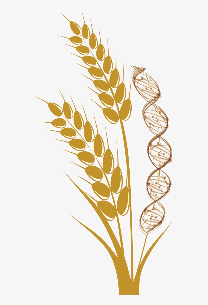 Detail Wheat Png Nomer 56