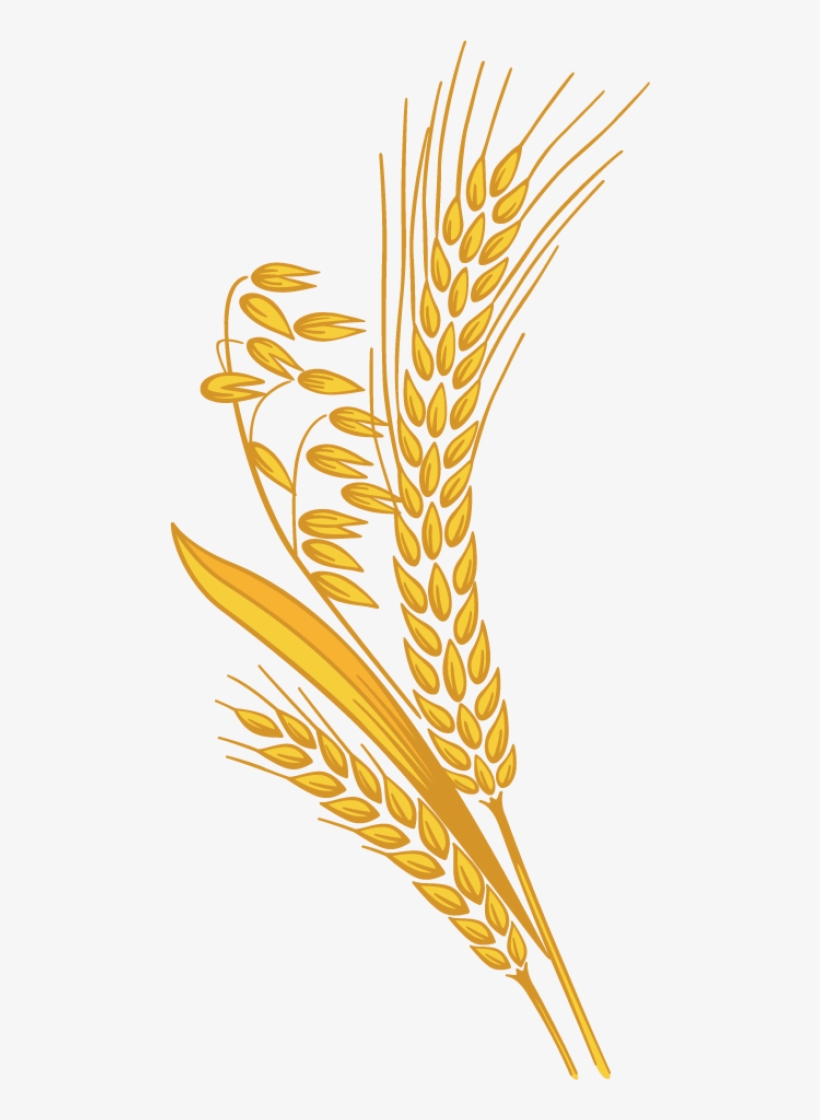 Detail Wheat Png Nomer 9