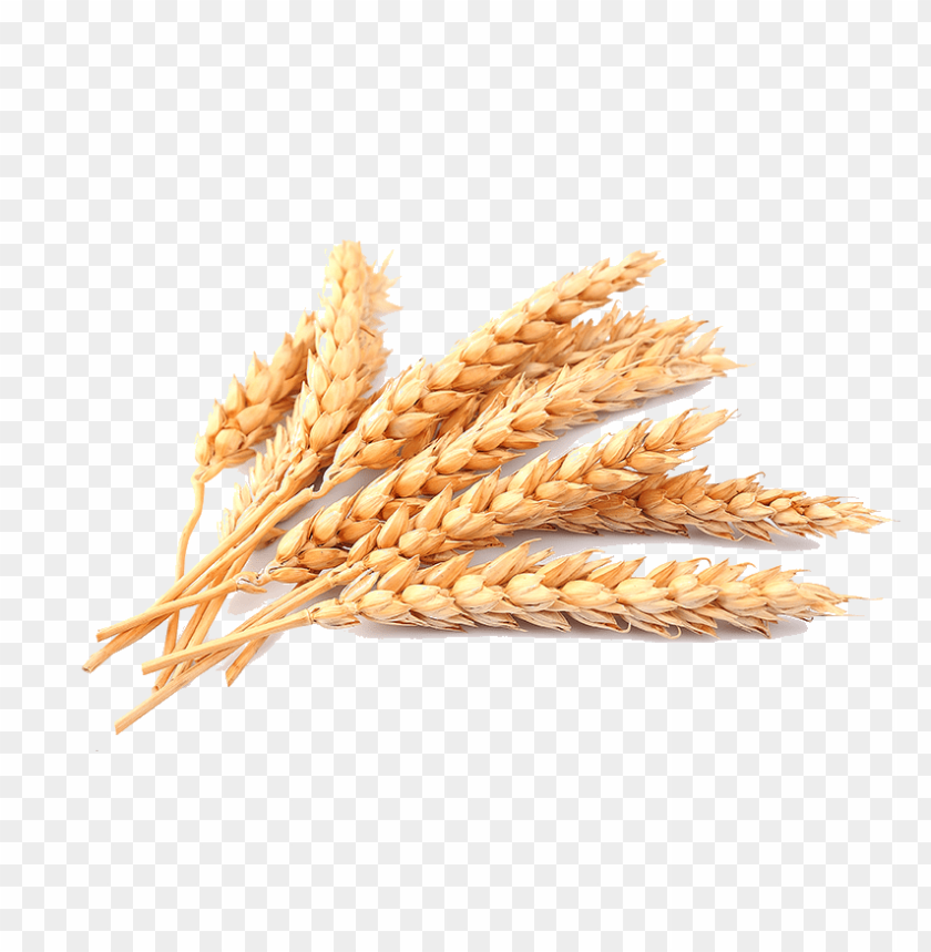 Wheat Png Image - KibrisPDR