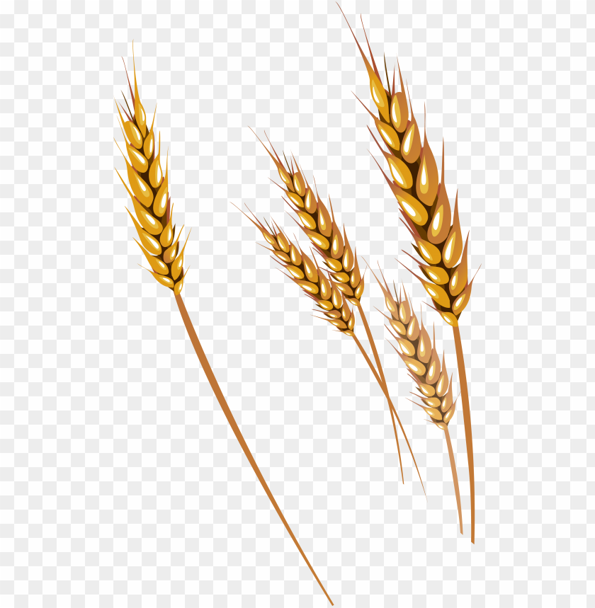 Detail Wheat Png Image Nomer 12