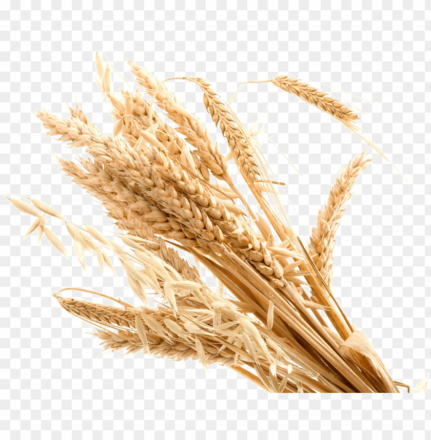 Detail Wheat Png Image Nomer 16