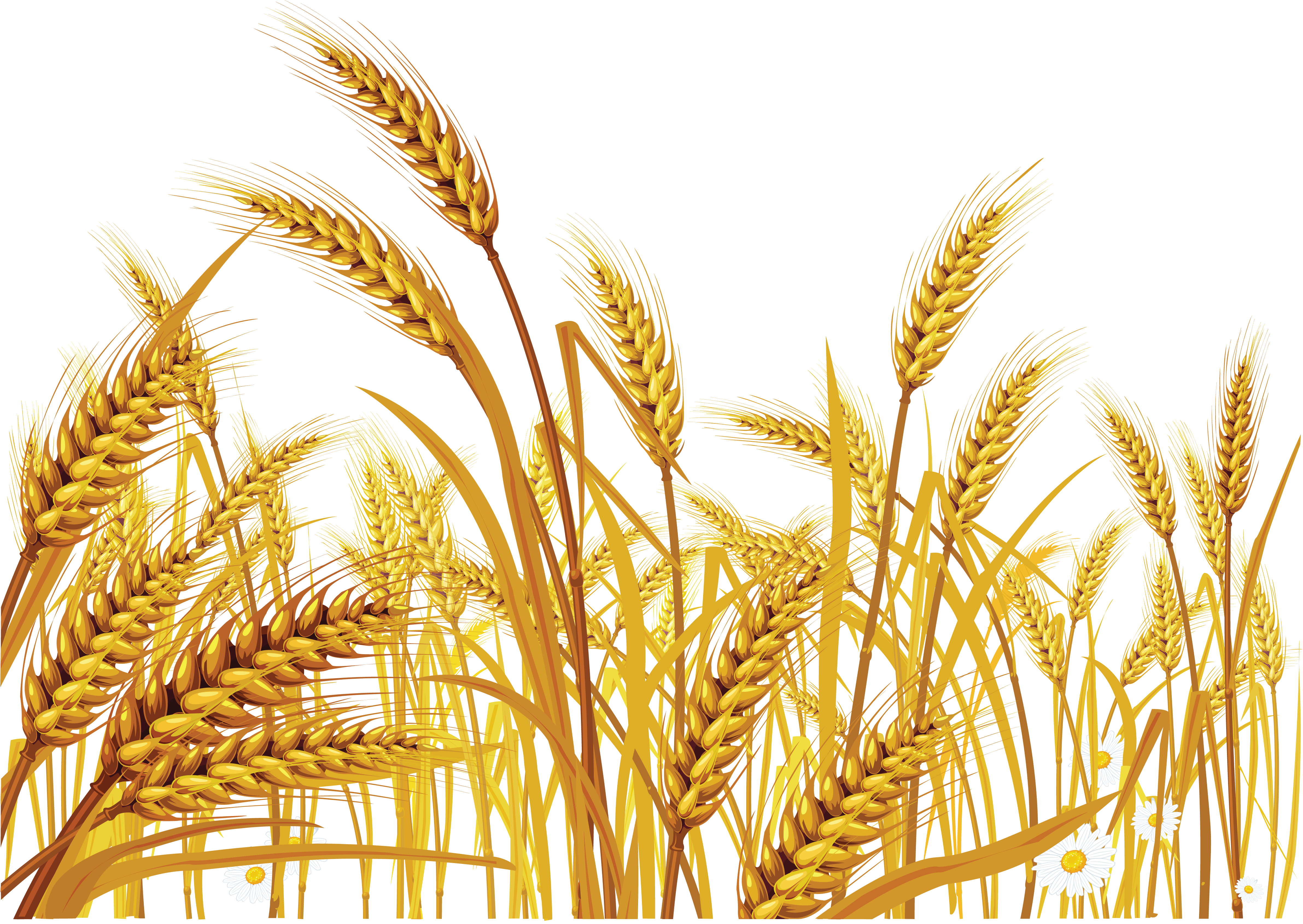 Detail Wheat Png Image Nomer 17