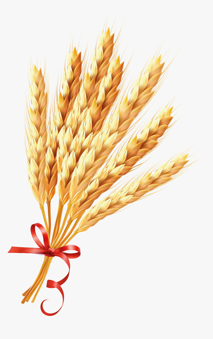 Detail Wheat Png Image Nomer 18