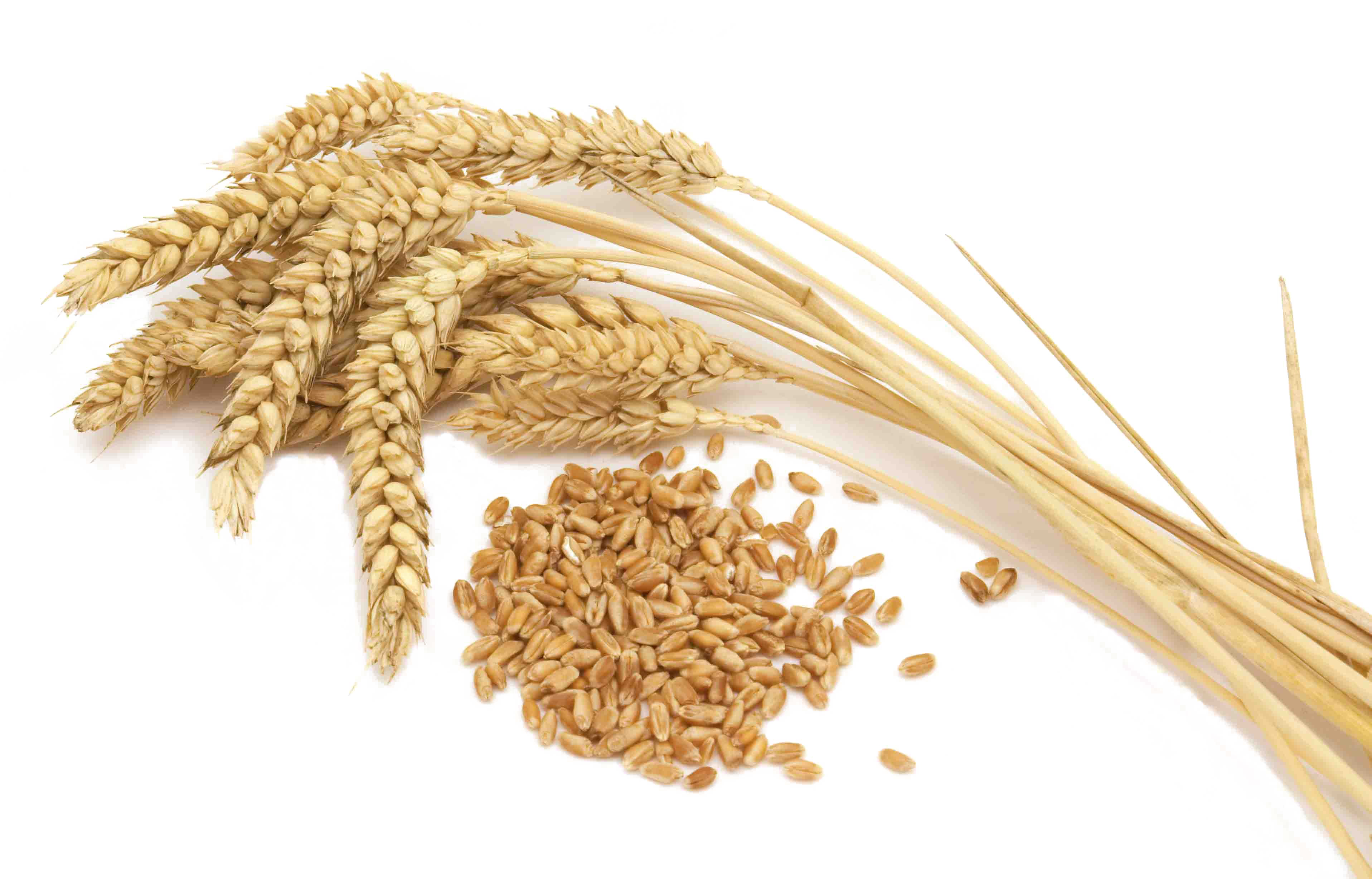 Detail Wheat Png Image Nomer 20