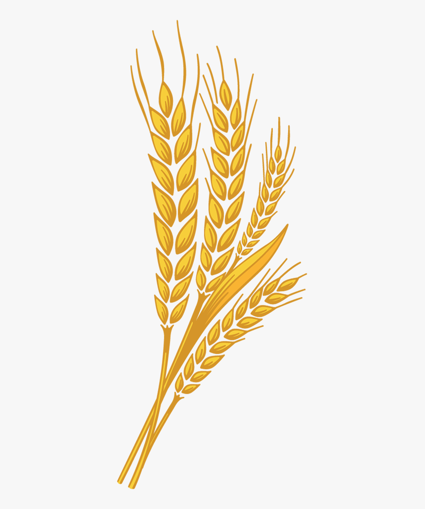 Detail Wheat Png Image Nomer 21