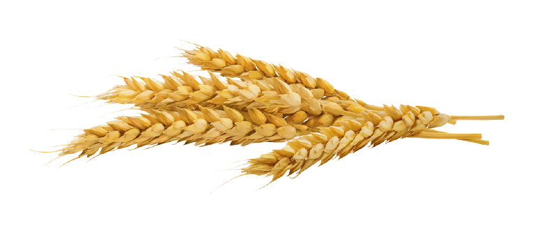 Detail Wheat Png Image Nomer 23