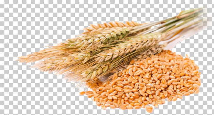 Detail Wheat Png Image Nomer 24