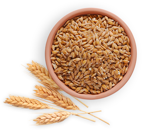 Detail Wheat Png Image Nomer 25