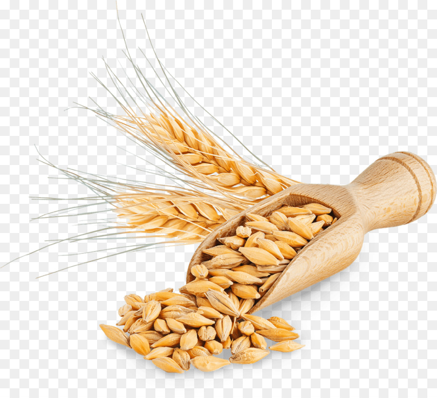 Detail Wheat Png Image Nomer 26