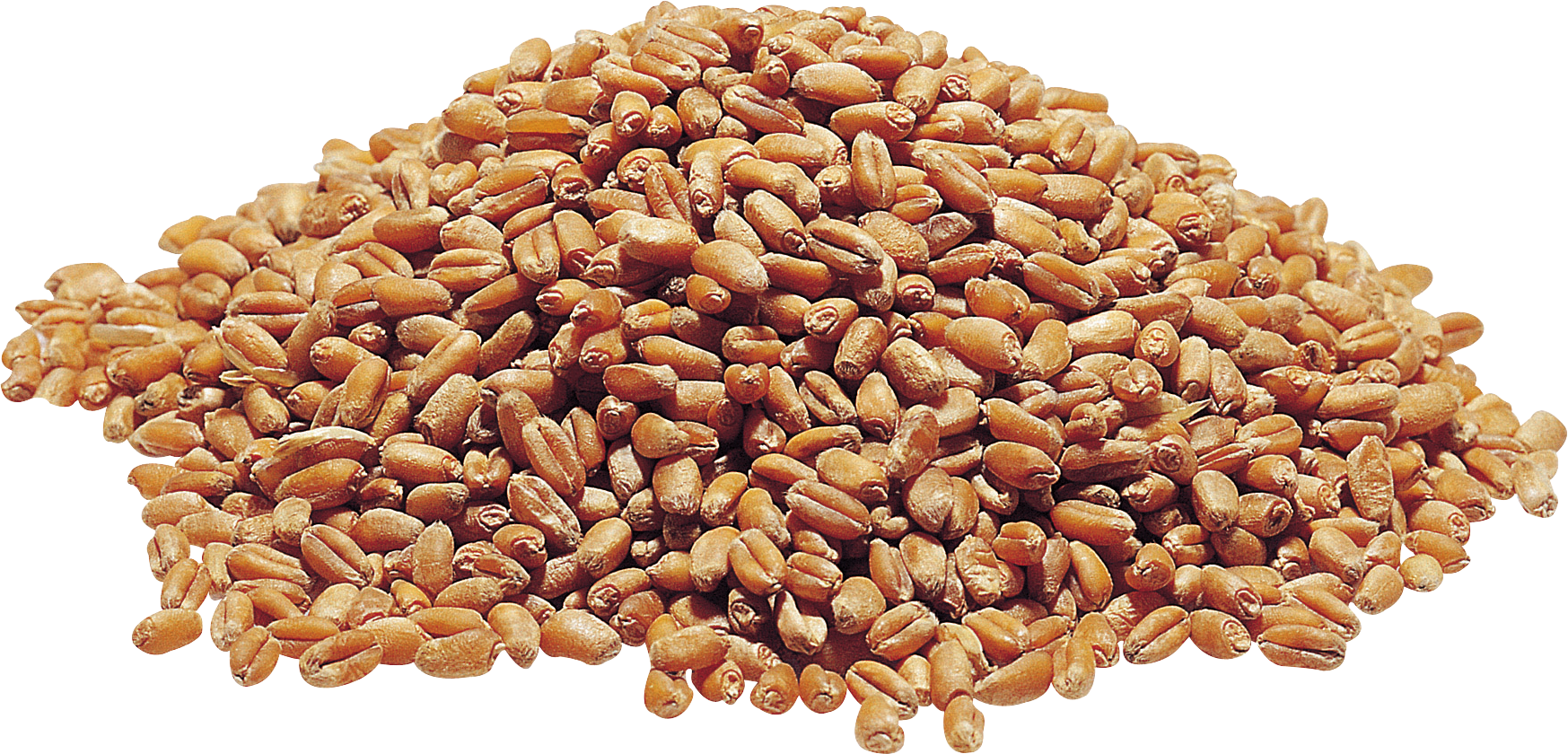 Detail Wheat Png Image Nomer 30