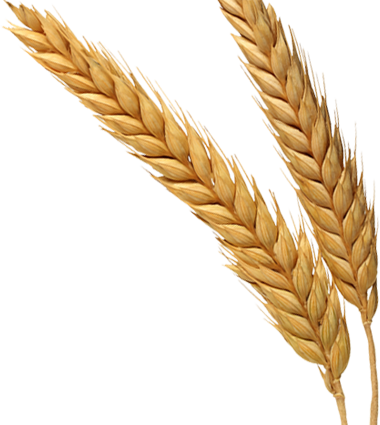 Detail Wheat Png Image Nomer 31