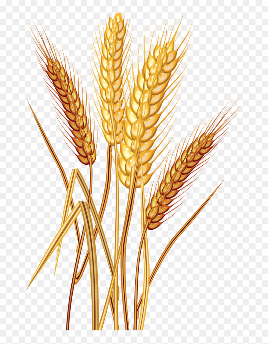 Detail Wheat Png Image Nomer 35