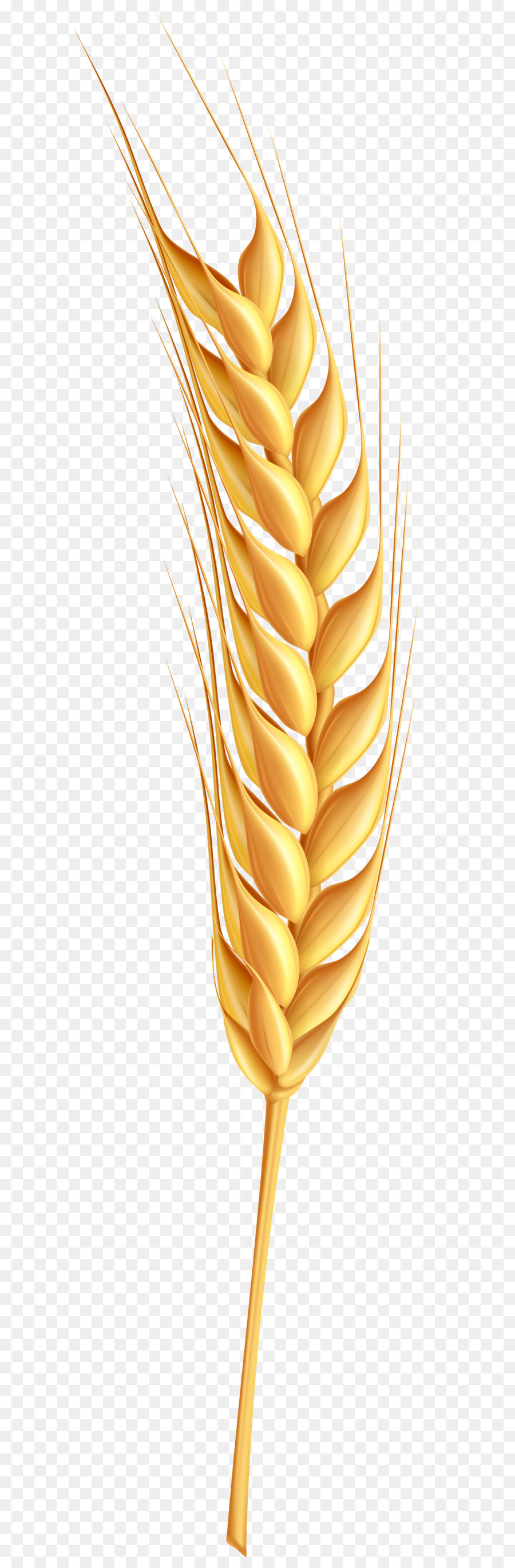 Detail Wheat Png Image Nomer 36