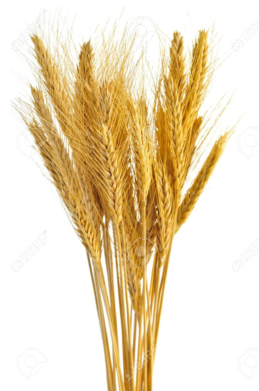 Detail Wheat Png Image Nomer 37