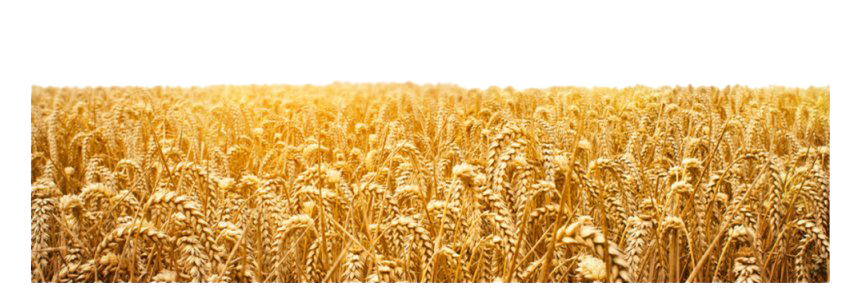 Detail Wheat Png Image Nomer 39