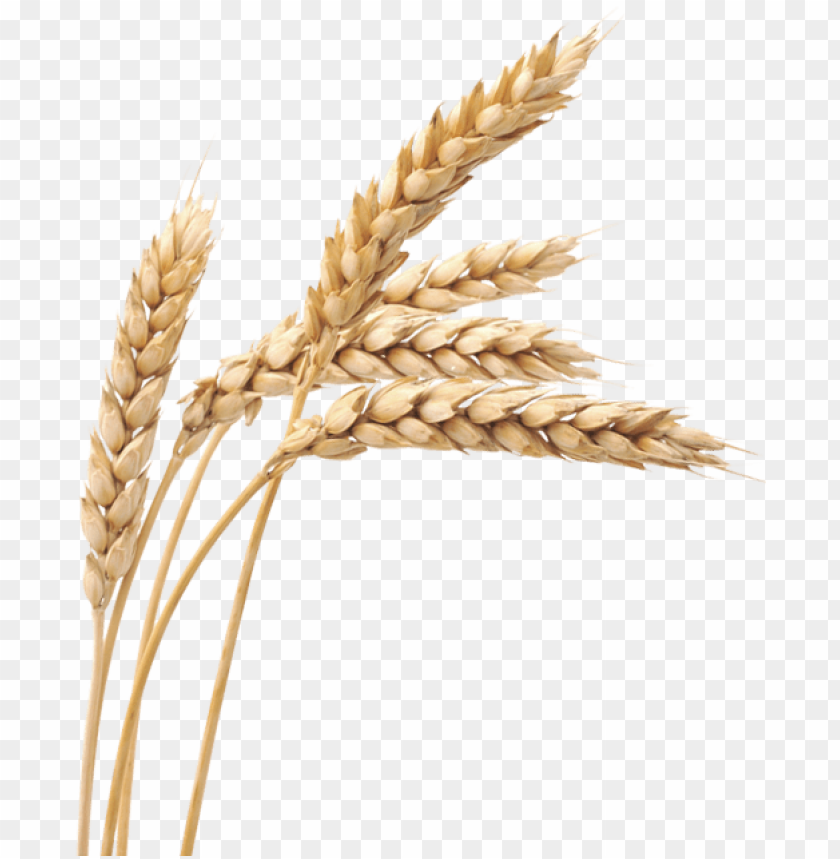 Detail Wheat Png Image Nomer 5