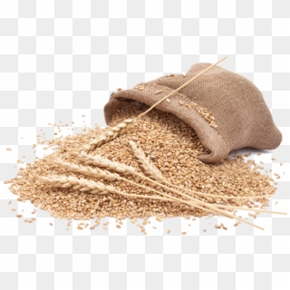 Detail Wheat Png Image Nomer 41