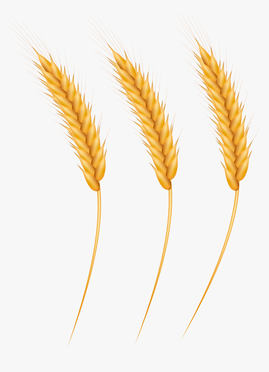 Detail Wheat Png Image Nomer 46