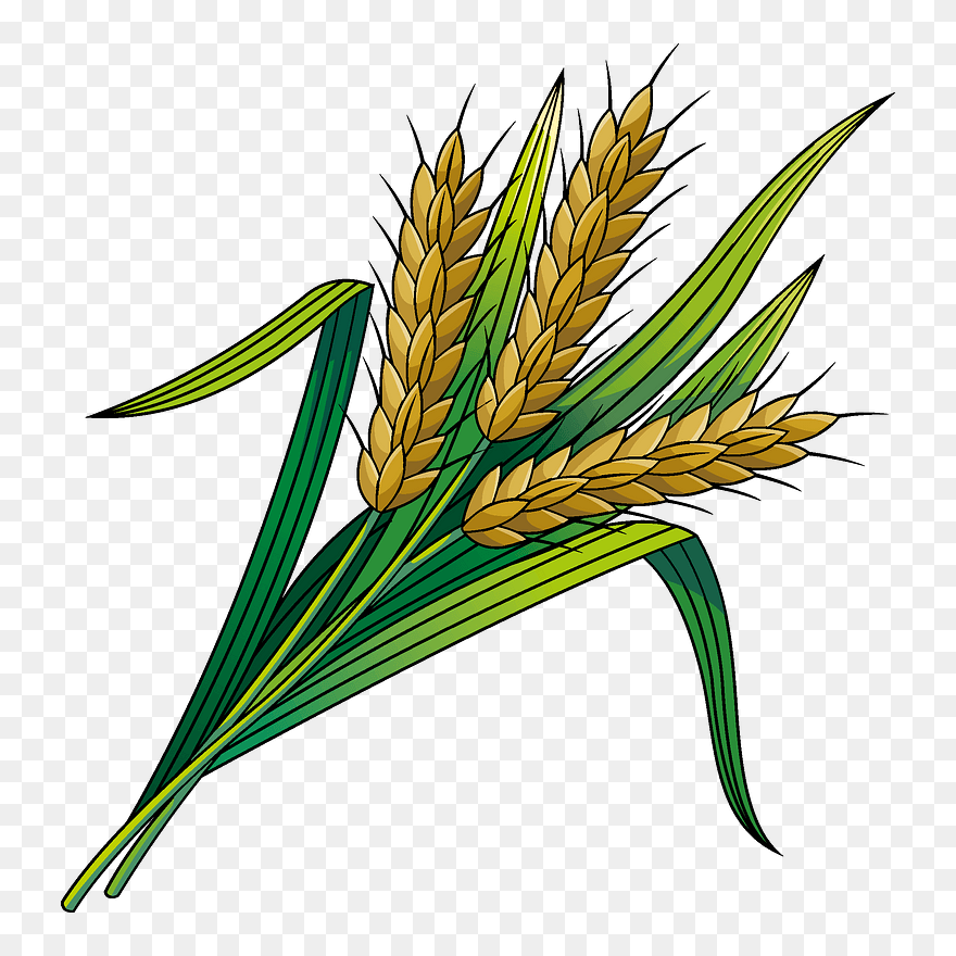 Detail Wheat Png Image Nomer 49