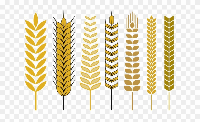 Detail Wheat Png Image Nomer 54