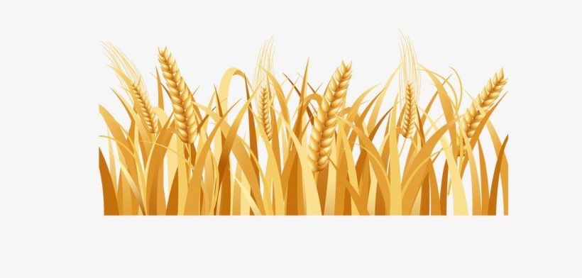 Detail Wheat Png Image Nomer 56