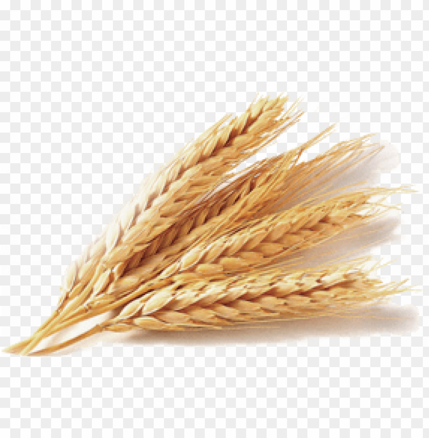 Detail Wheat Png Image Nomer 7