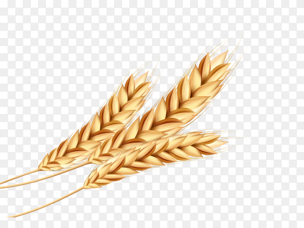 Detail Wheat Png Image Nomer 9