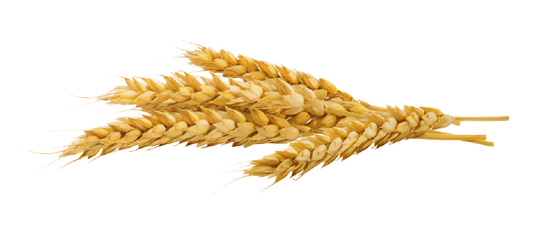 Detail Wheat Png Transparent Nomer 17