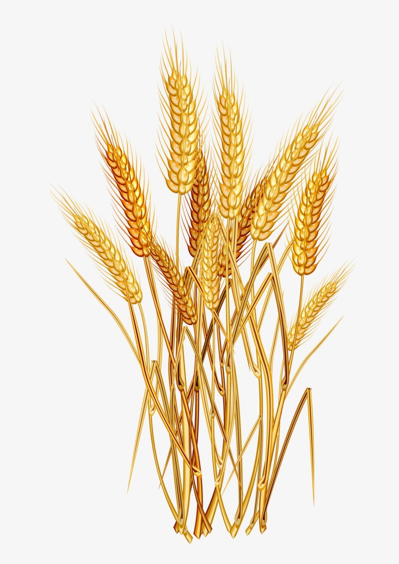 Detail Wheat Png Transparent Nomer 31