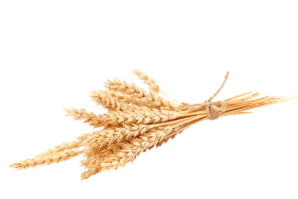 Detail Wheat Png Transparent Nomer 32