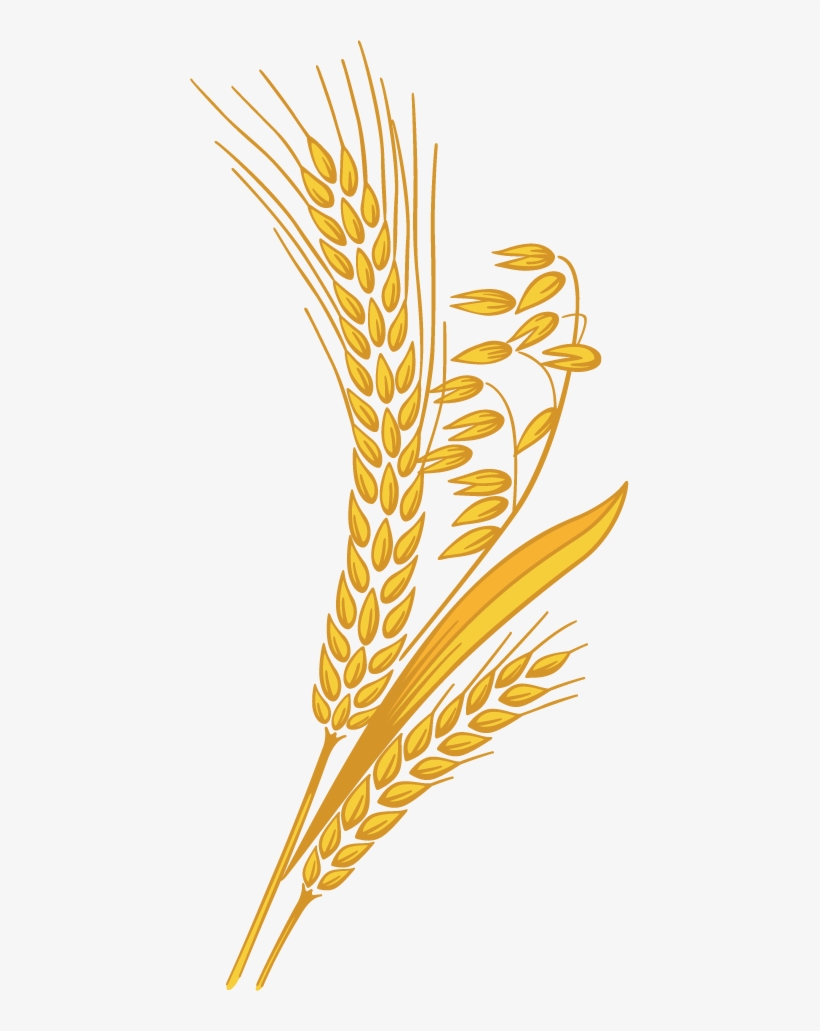 Detail Wheat Png Transparent Nomer 34