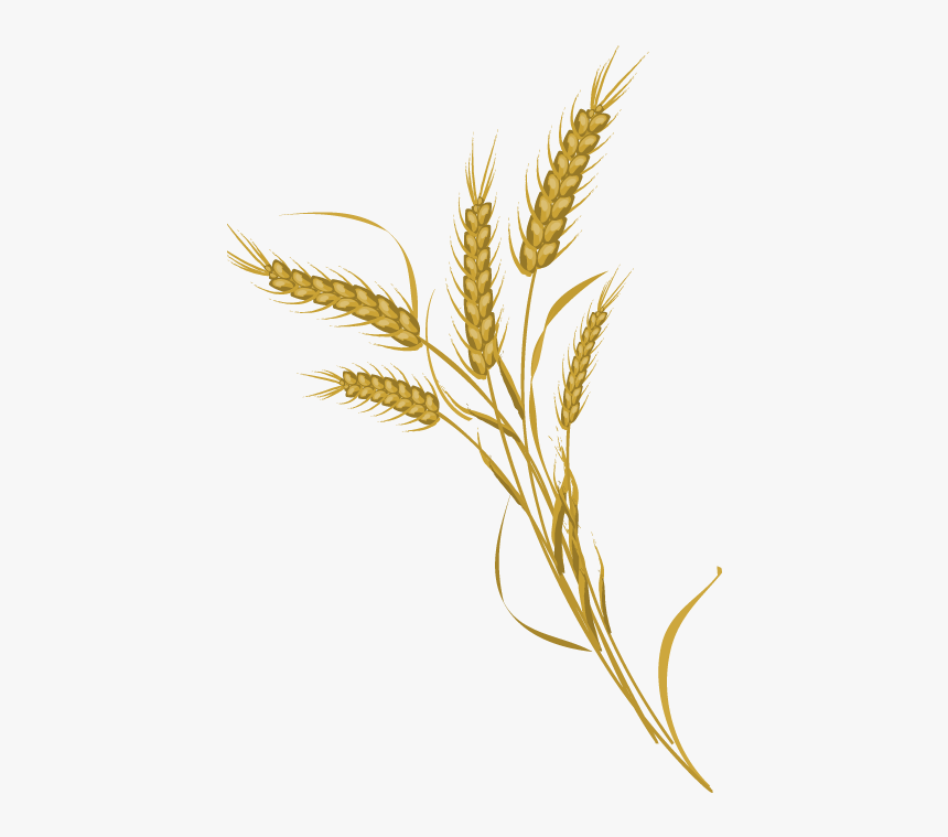 Detail Wheat Png Transparent Nomer 35