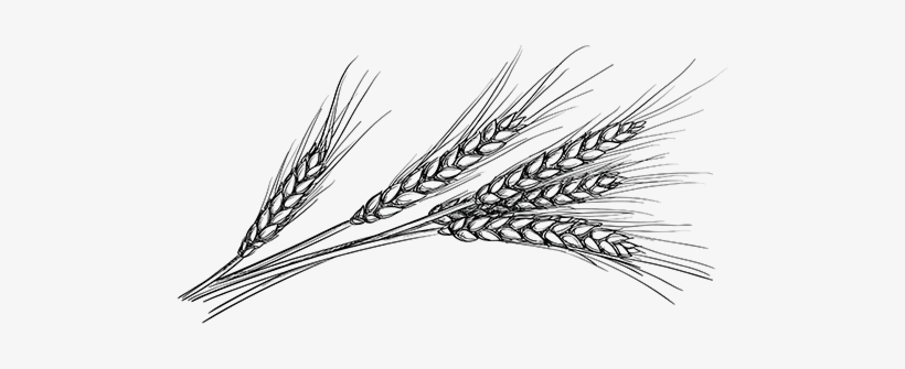 Detail Wheat Png Transparent Nomer 44