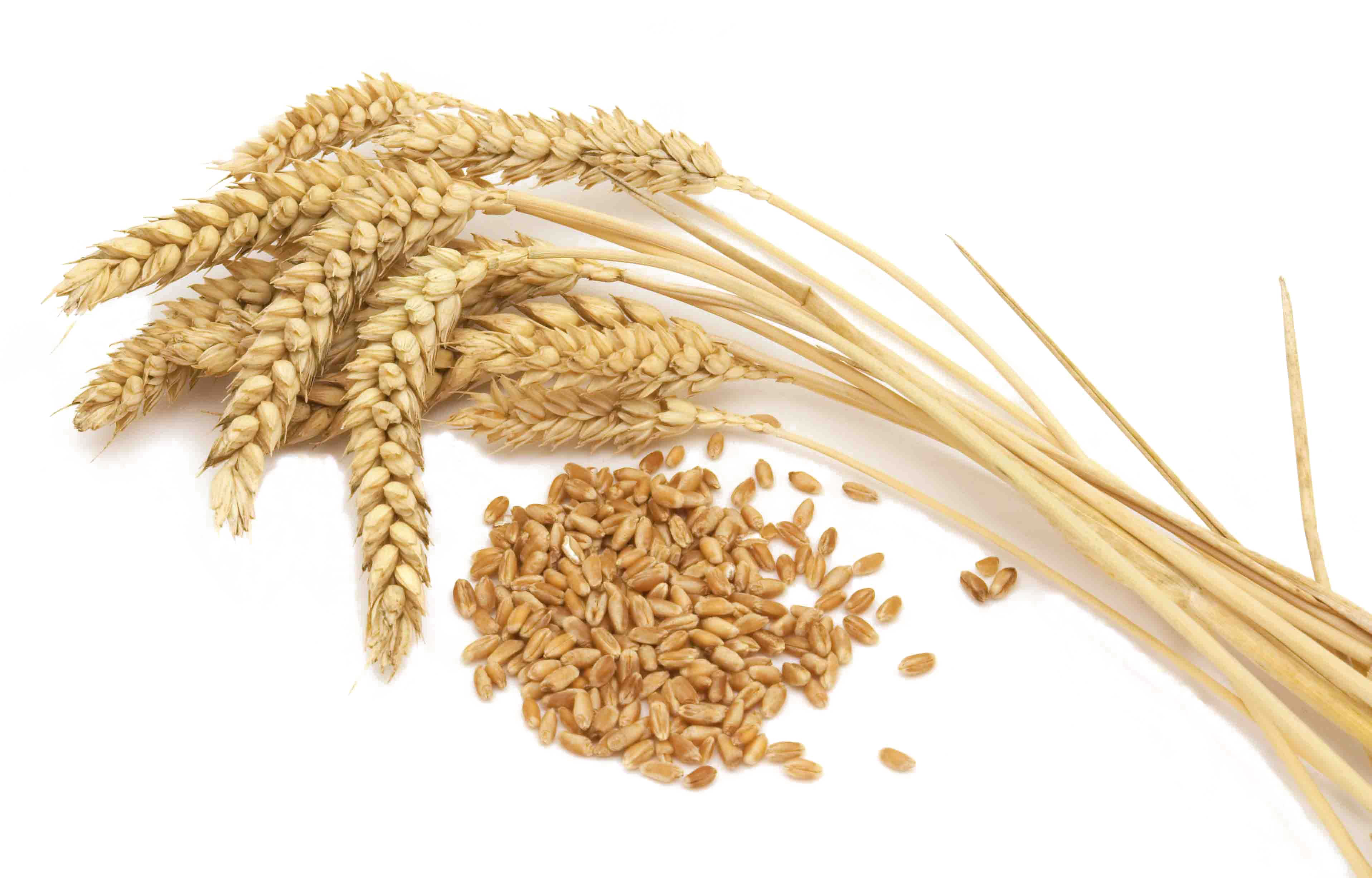 Detail Wheat Png Transparent Nomer 45