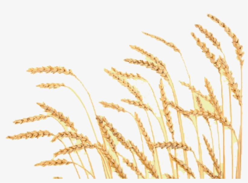 Detail Wheat Png Transparent Nomer 52