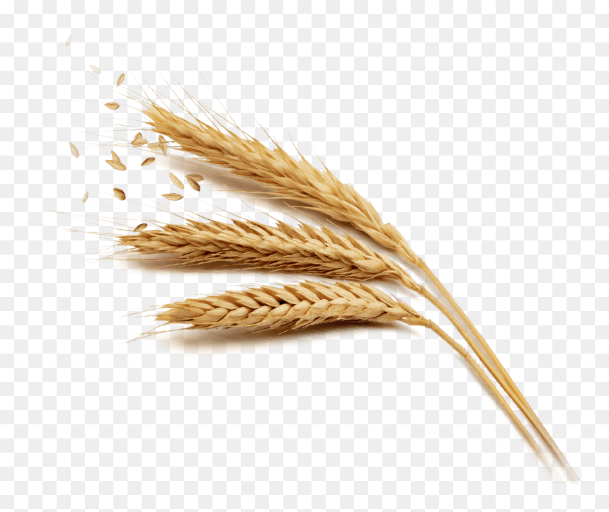 Detail Wheat Png Transparent Nomer 53