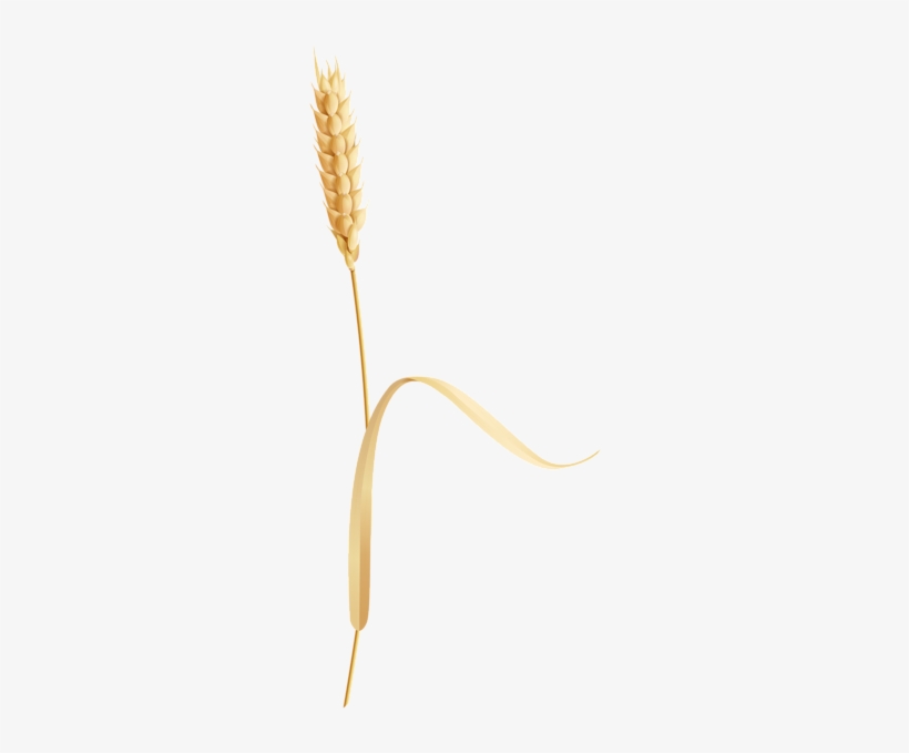 Detail Wheat Png Transparent Nomer 57