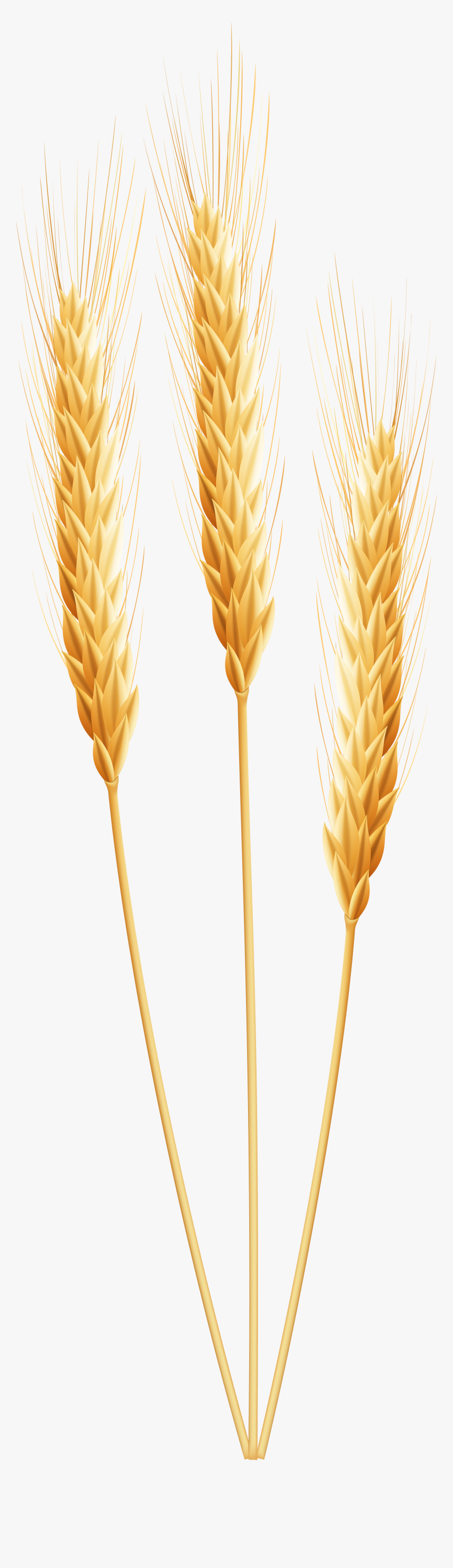 Detail Wheat Png Transparent Nomer 7