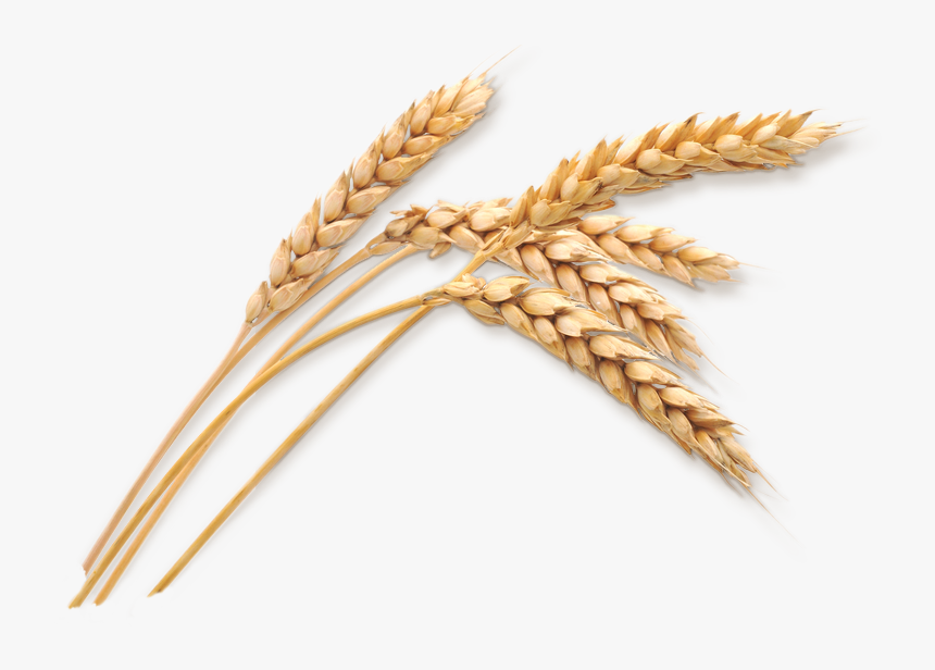 Wheat Stalk Png - KibrisPDR