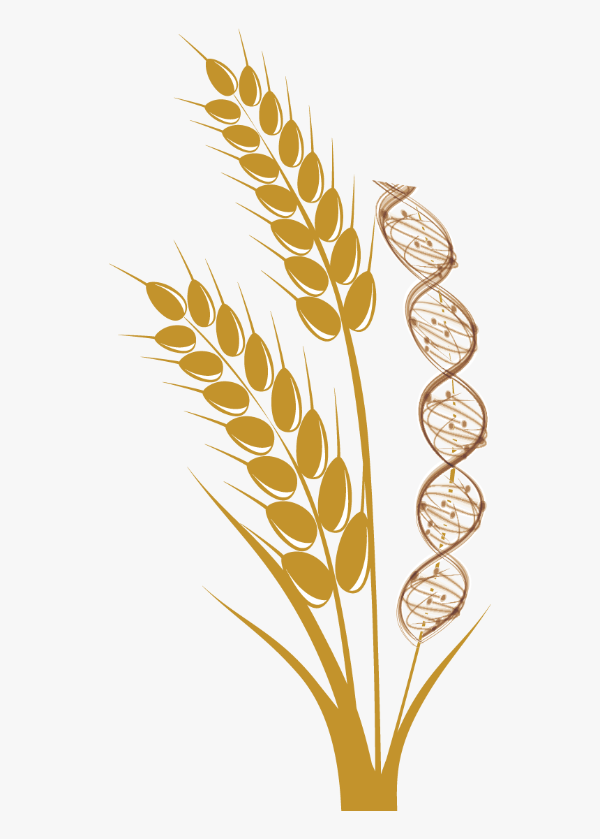 Detail Wheat Stalk Png Nomer 2