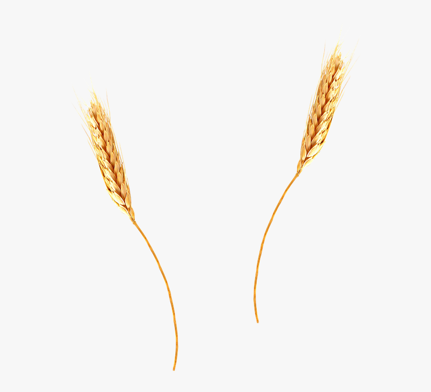 Detail Wheat Stalk Png Nomer 10