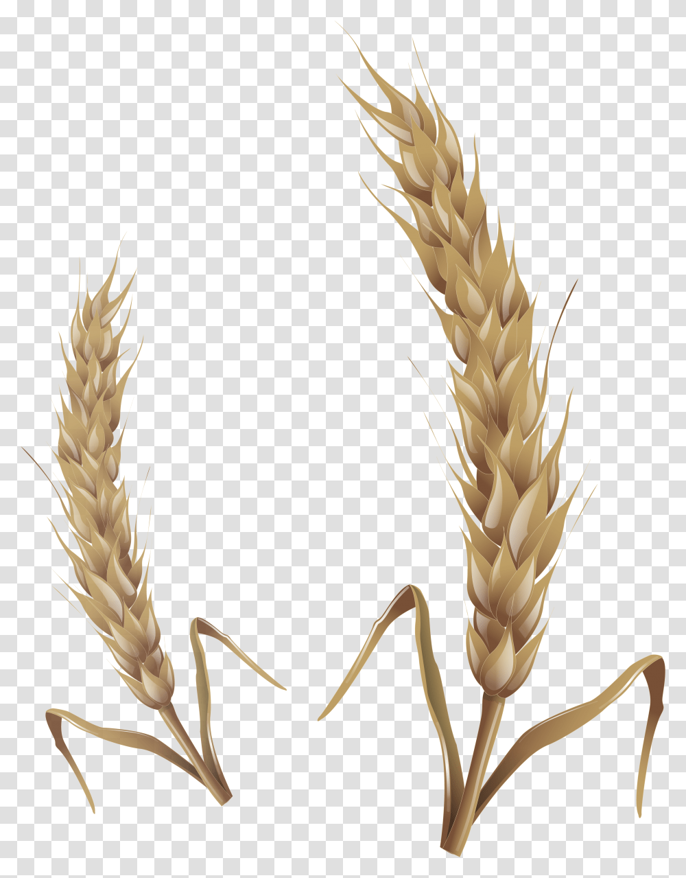 Detail Wheat Stalk Png Nomer 17