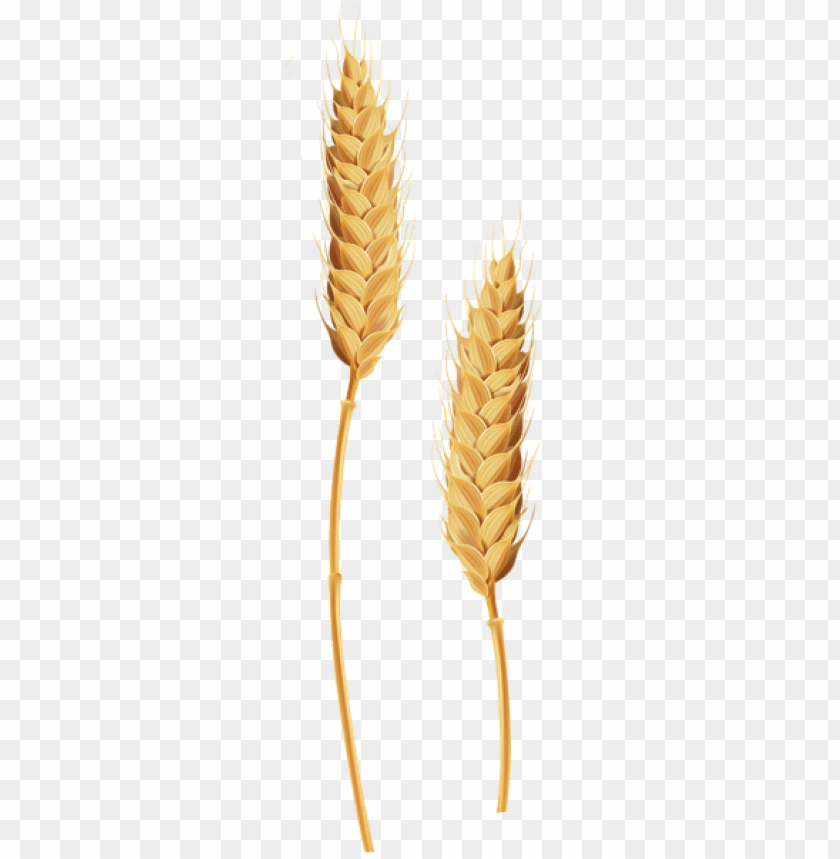 Detail Wheat Stalk Png Nomer 3