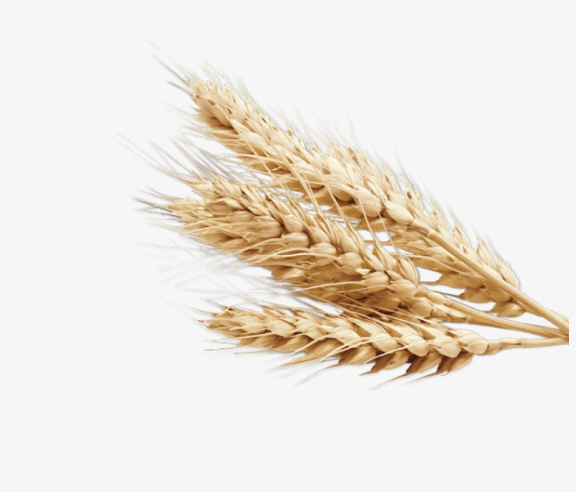 Detail Wheat Stalk Png Nomer 22